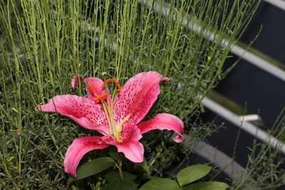 High angle view of pink flowering plants