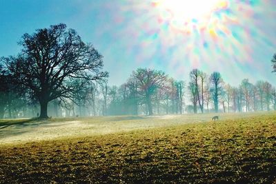 Trees on field against sky