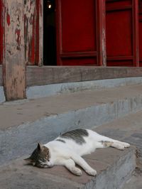 Cat relaxing outdoors