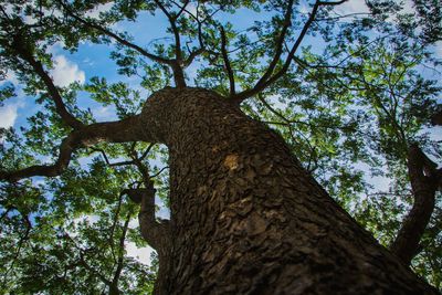 Low angle view of a tree