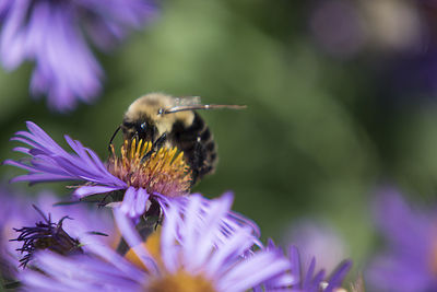 Close-up of bee on purple flower