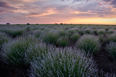 Scenic view of field against sky during sunset
