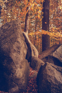 Trees in a forest