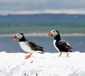 Puffins with fish.