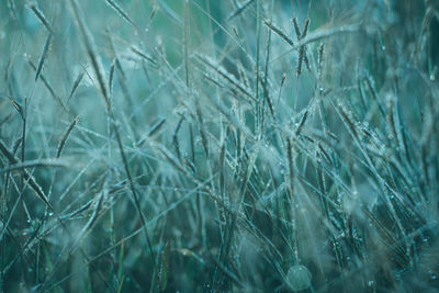 Full frame shot of frozen plants