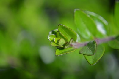 Close-up of plant