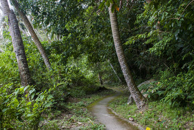 Road amidst trees in forest