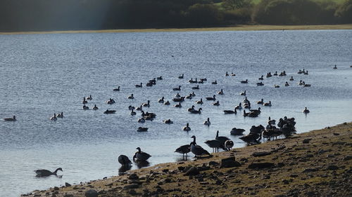 Geese in a lake in cornwall