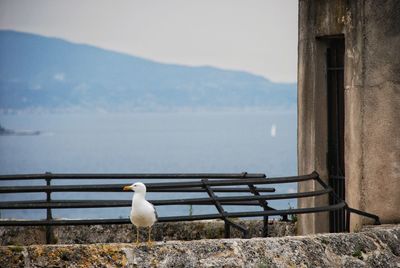 Seagull perching on railing against sea