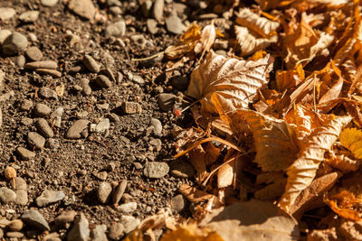 Full frame shot of leaves