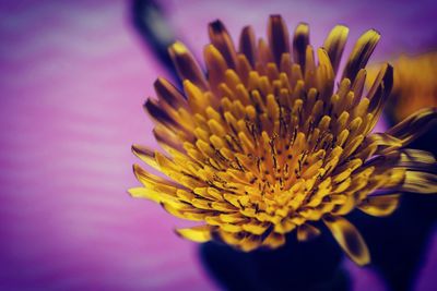 Close-up of yellow flower