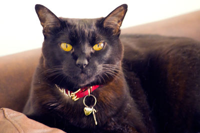 Close-up of cat sitting on sofa