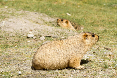 Side view of a rabbit on field