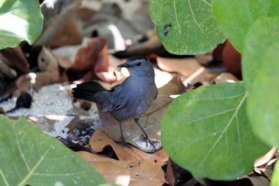High angle view of bird perching on leaves