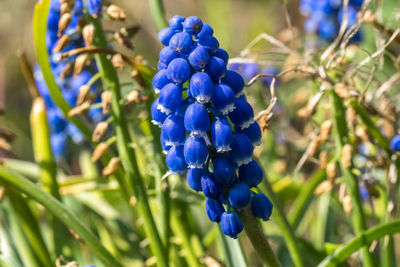 Close-up of blue flowering plant