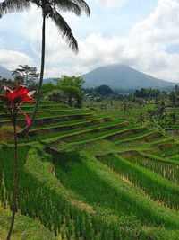 Scenic view of rice field against sky