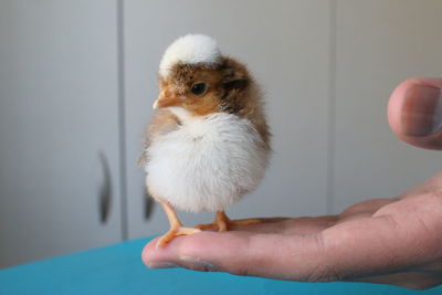 Close-up of hand holding bird against white wall