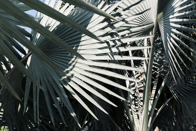 Low angle view of palm trees