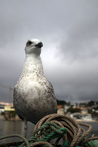 Close-up of seagull perching on rope against sky