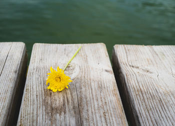 High angle view of yellow flower on wooden pier