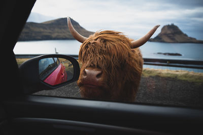 Side view of a horse in car