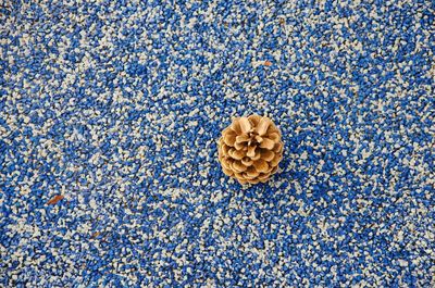 High angle view of pine cone on rug