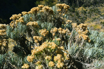 High angle view of flowering plant on field