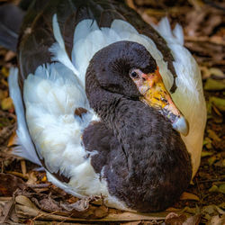 High angle view of bird in nest