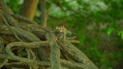 Close-up of lizard on tree