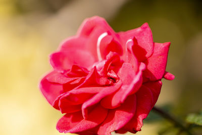 Close-up of pink rose