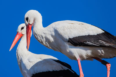 Low angle view of bird against the sky