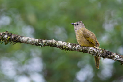 Close-up of bird perching on branch