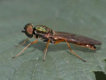 Close-up of fly