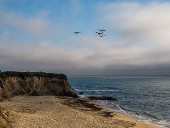 Birds flying over beach