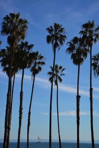 Palm trees on beach against sky