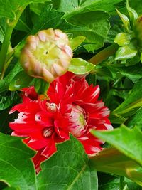 Close-up of red flowering plant