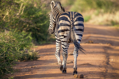 Close up view of zebra in african savannah, madikwe game reserve, south africa