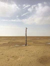 Wooden posts on field against sky