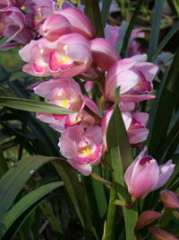 Close-up of pink flowers blooming outdoors