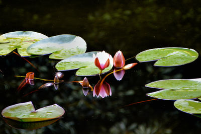 Close-up of lotus water lily in lake