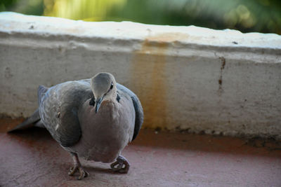 Close-up of pigeon perching on retaining wall