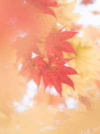 Close-up of maple leaves on tree