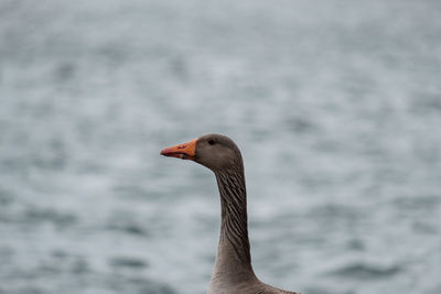 Close-up of a bird