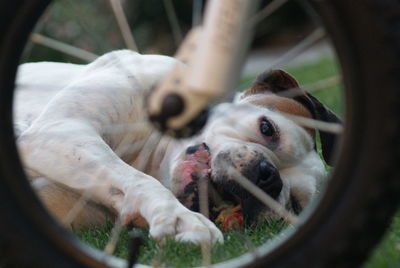 Close-up portrait of dog