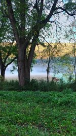 Trees by lake in forest