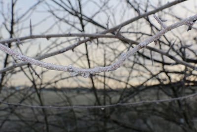 Close-up of bare tree branches