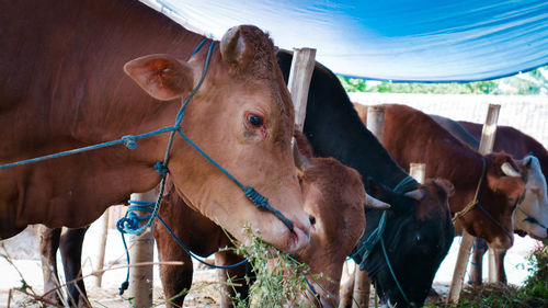 Cows standing in a horse