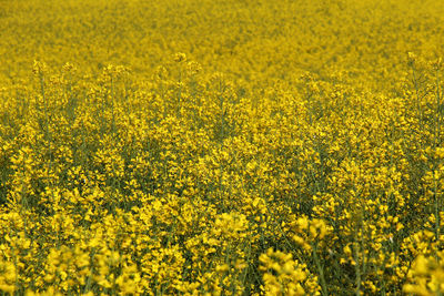 Full frame shot of fresh yellow flowers in field