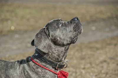 Close-up of a dog looking away