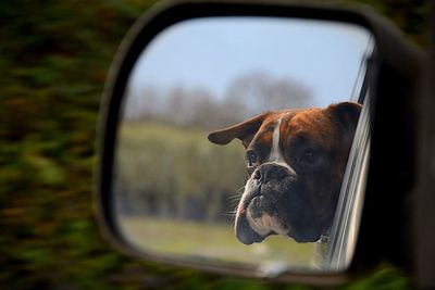 Close-up of a dog